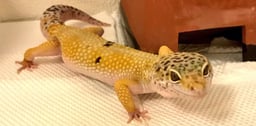 HealRichの画像1