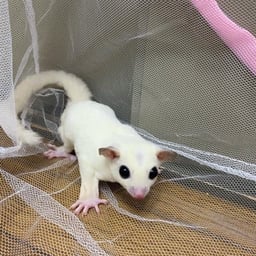 廣島毒蜥蜴の画像2