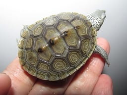 Herptile Lovers（ハープタイル ラバーズ）の画像2