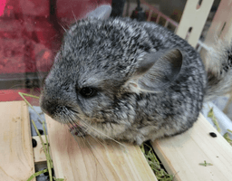 らぶぴーすの画像3