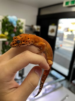 れぷたいるずプロ 姫路店の画像1