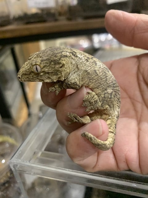 ペッコヤプラス