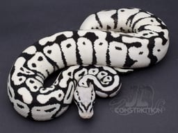 DEU Reptilesの画像3