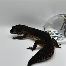 スペルティーの画像3