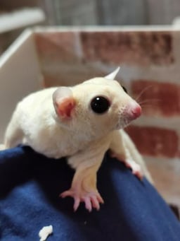 niko.momoの画像3