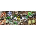 かめぢから